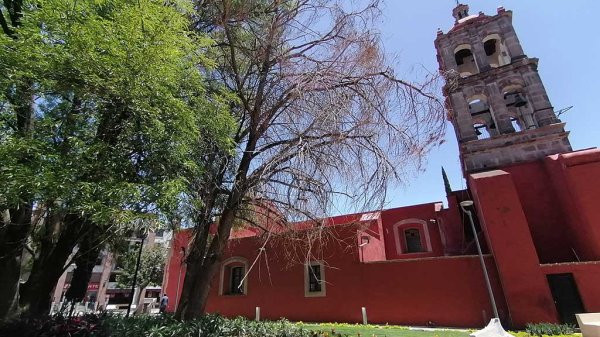 Investigarán muerte de árbol al costado del Templo del Hospitalito