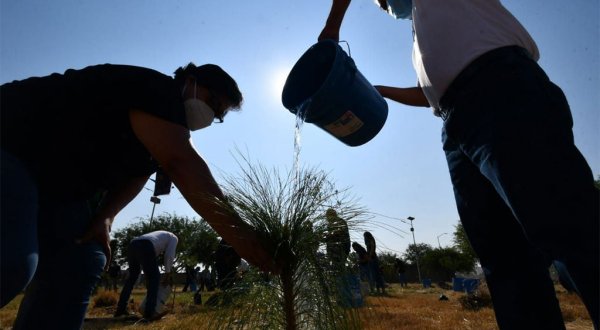 Llega el segundo Encuentro Hispano de Arboricultura a Irapuato