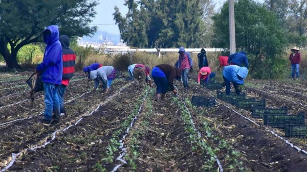 Esperan llegada de mil 500 jornaleros a León; varios vienen enfermos