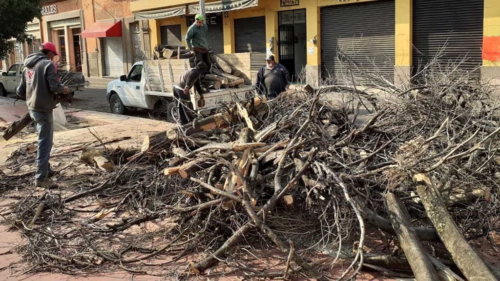 Indigna nueva tala de laureles de la India en Acámbaro