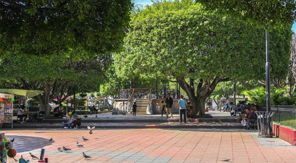 Plantarán 5 mil árboles en jardines de Salamanca