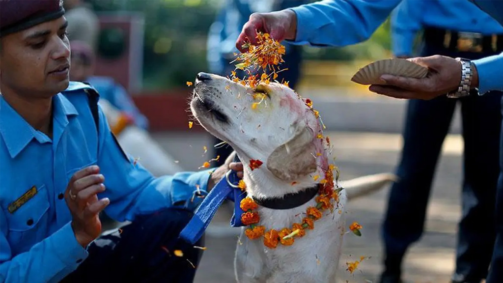 Thiar, el festival que celebra a los seres más leales de la tierra: los perritos