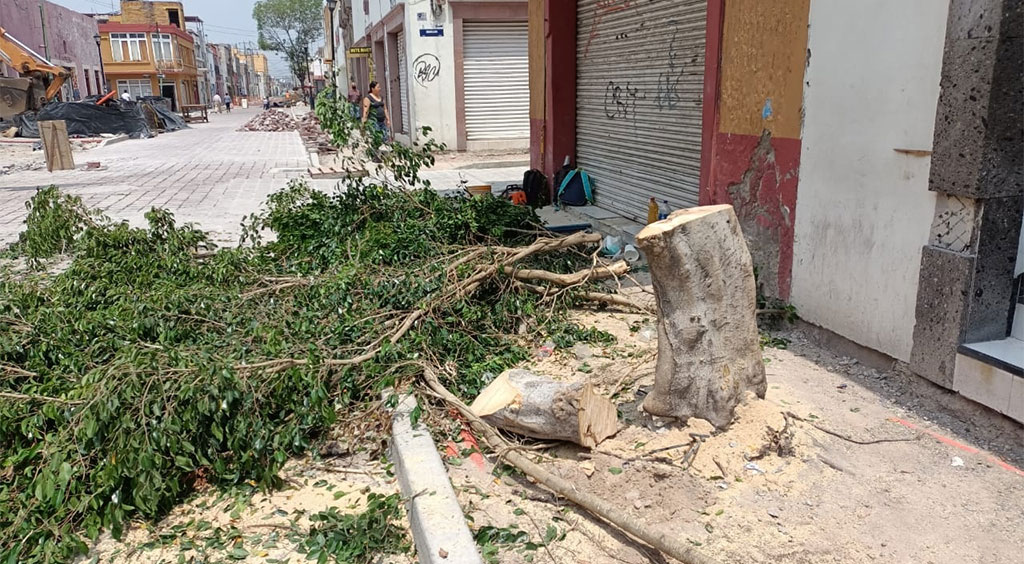 Tras tala de árboles, pide regidor destitución del director de Medio Ambiente en Celaya