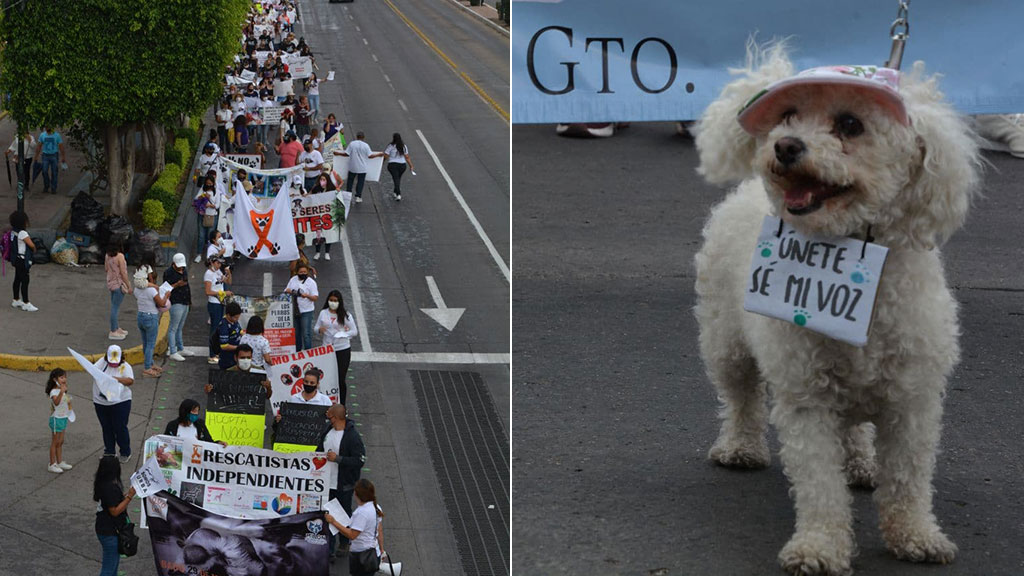 Marchan en León por un México libre de maltrato contra los animales