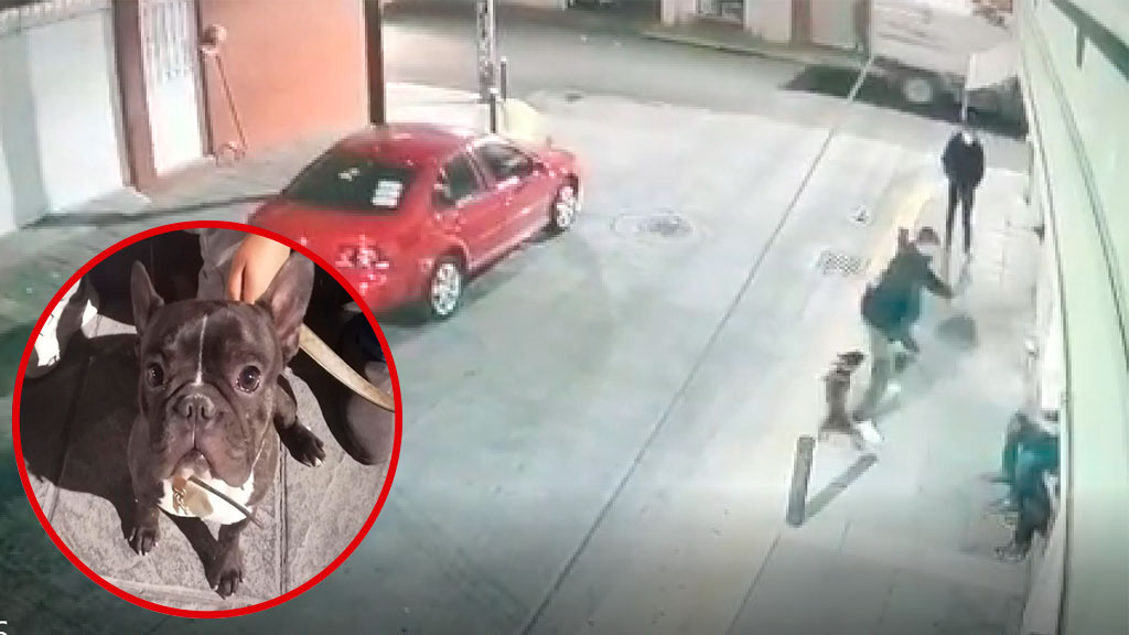 Video. Ladrones le arrebatan su perro a un niño en pleno centro de Irapuato