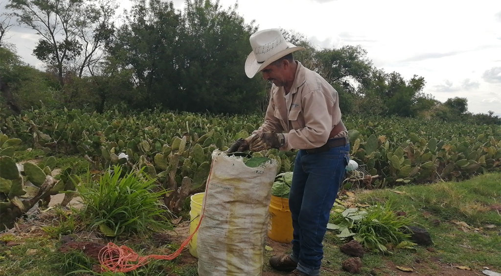 Batallan productores de nopal para comercializar su producto