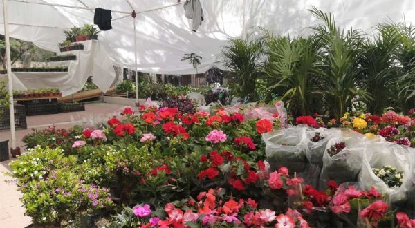 Llegan el tianguis de plantas al jardín del Cantador en Guanajuato capital