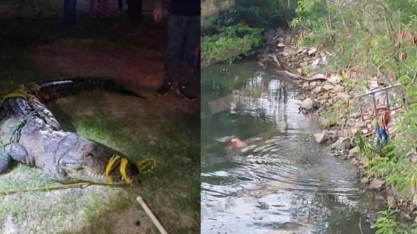 VIDEO: Cocodrilo mata a una mujer cuando lavaba ropa en una laguna de Tampico