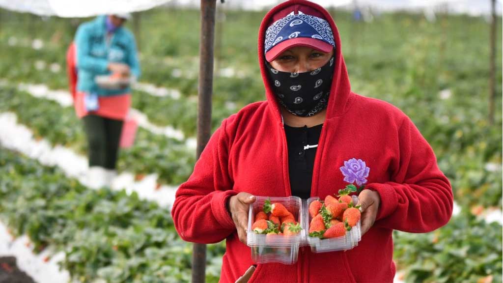 Irapuato se coloca en el primer lugar a nivel estatal en exportación de agroalimentos