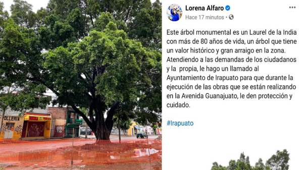 Lorena Alfaro pide cuidar monumental árbol durante obras en Irapuato