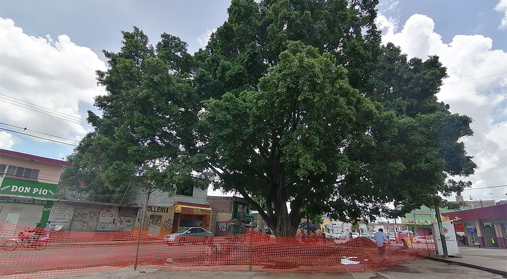 Árbol de la avenida Guanajuato no será derribado, enfatiza Ricardo Ortiz