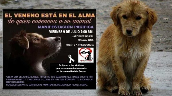 Convocan a manifestación luego del envenenamiento de cinco perros en Celaya