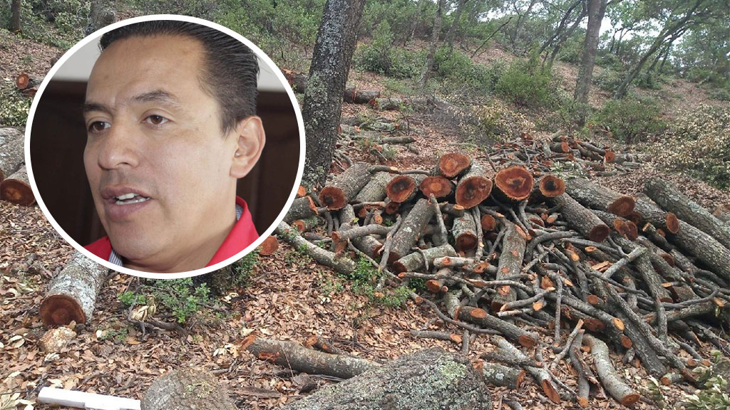 Critica diputado liberación del michoacano que taló árboles en la sierra de Santa Rosa