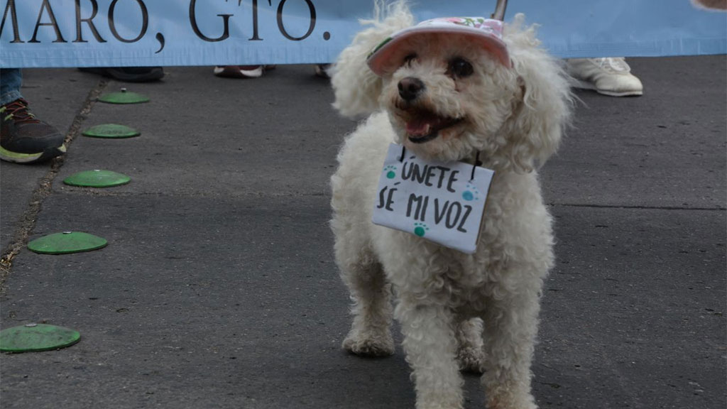 Maltrato animal en Guanajuato: casos de violencia que sufren los que no tienen voz