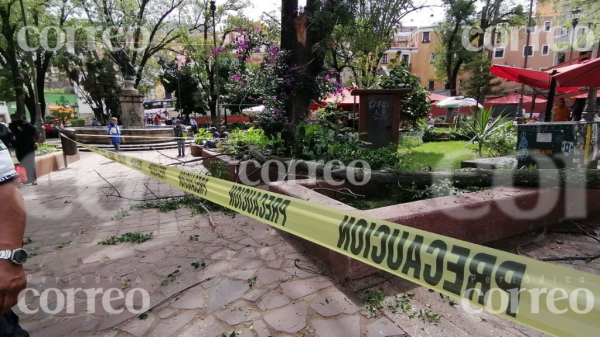 Cae rama de árbol y casi aplasta a cinco personas en Jardín Embajadoras