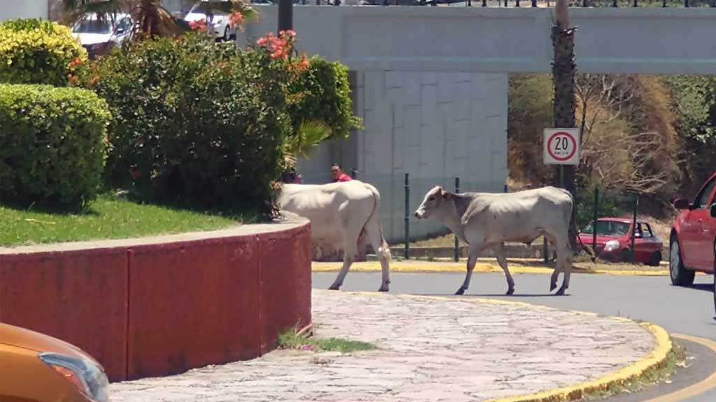 Multarán a dueños de ganado que deambule por las calles de Guanajuato capital