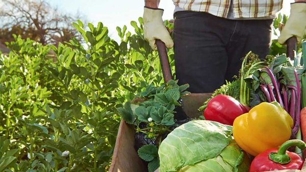 Con agricultura familiar buscan mejorar la vida de los guanajuatenses