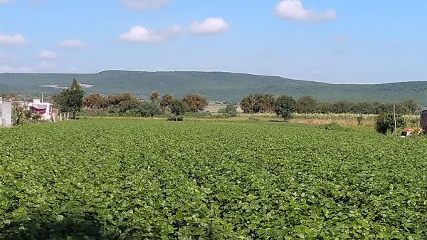 Lluvias aseguran las cosechas en campos de Guanajuato: SDAyR