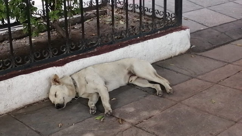 El abandono de perritos en Salamanca incrementó a inicios de la pandemia