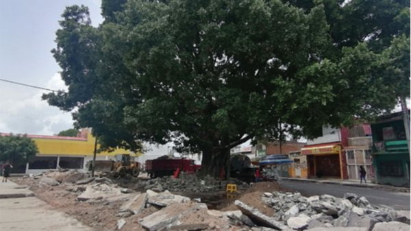 Por petición, protegen árbol de la avenida Guanajuato en Irapuato