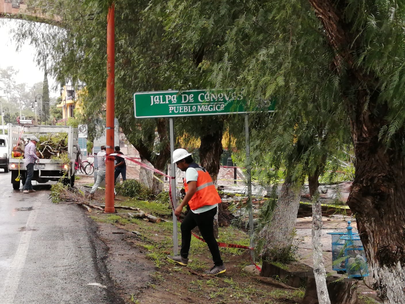 Jalpa de Cánovas se queda sin luz por caída de árbol de casi 15 metros de alto