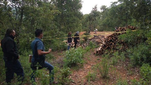 Apuran operativos contra tala ilegal en Santa Rosa; piden intervención de la FGR