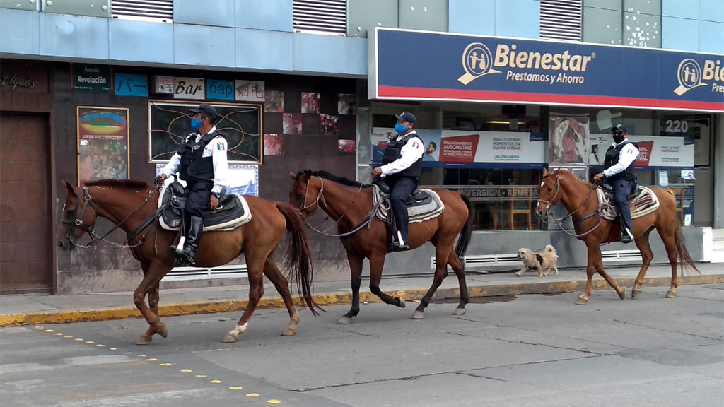 ‘Veneno’, caballo policía, volverá a las ‘filas’ del SSC en Irapuato