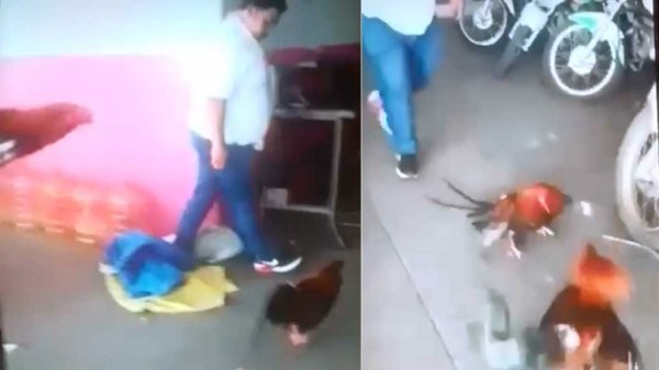 Denuncian peleas clandestinas de gallos en las oficinas de Correos en Irapuato