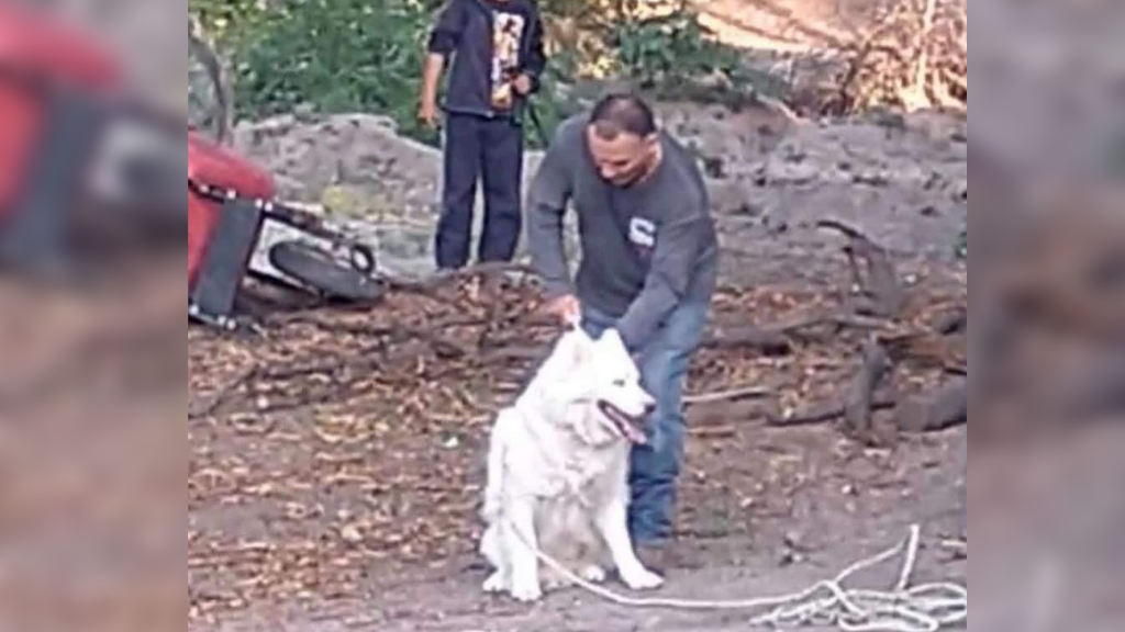 Exigen justicia por Husky asesinado en las vías del tren en San Miguel de Allende