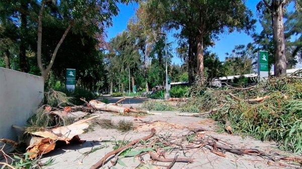 Anormal tormenta deja destrozos en toda la ciudad de Irapuato