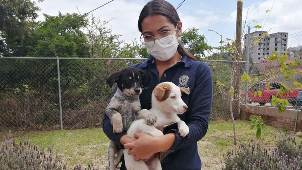 Ocho perritos encontraron nuevo hogar en Guanajuato capital gracias al Cecaa