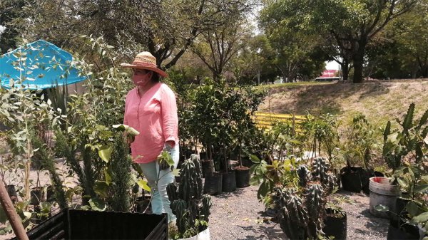 Sufren viveristas por falta de ventas en la Feria del Árbol y de la Flor en Celaya