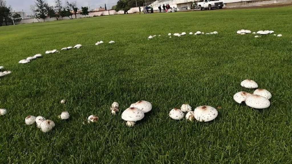 ¡Sorprendente! Brotan ‘Anillos de hadas’ en el estadio Fray Salvador de Acámbaro