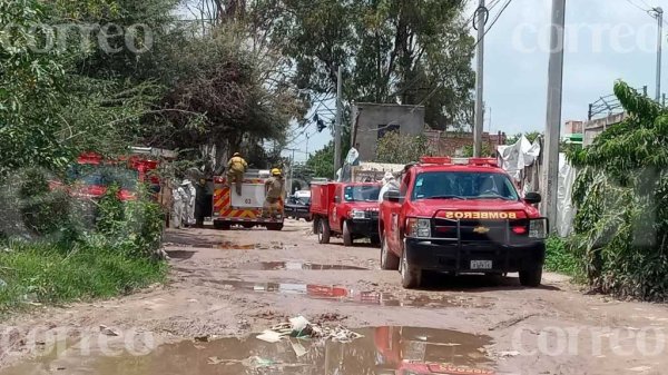 León: exterminan a abejas que atacaron a hombres que intentaban quitar su panal