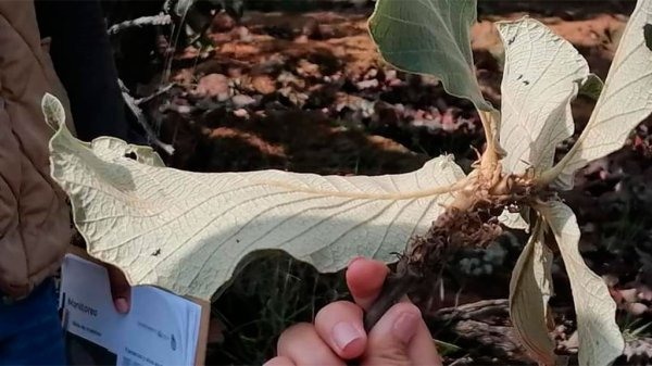 Plaga pone en riesgo especies en ANP de la Sierra de Pénjamo