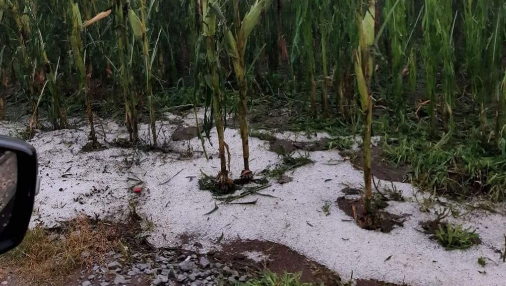 Fuerte tormenta y granizo causa daño a los cultivos de casi 200 hectáreas en Pénjamo