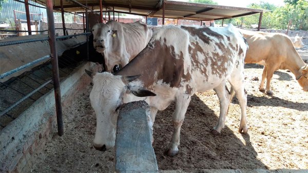 Ante sequía, ganaderos de Guanajuato tuvieron que vender sus animales