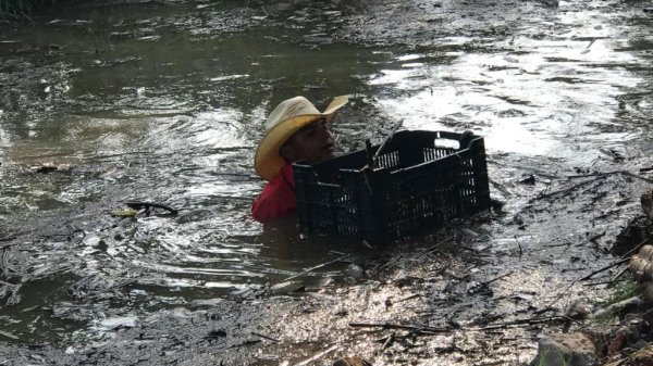 Comienza retiro de peces muertos en presa de Palo Alto de Pénjamo