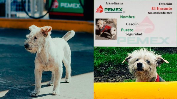 Conoce a Gasolín, el perrito que trabaja en una gasolinera