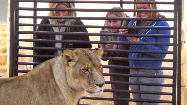 Zoológico encierra a los visitantes en jaulas mientras leones pasean libres