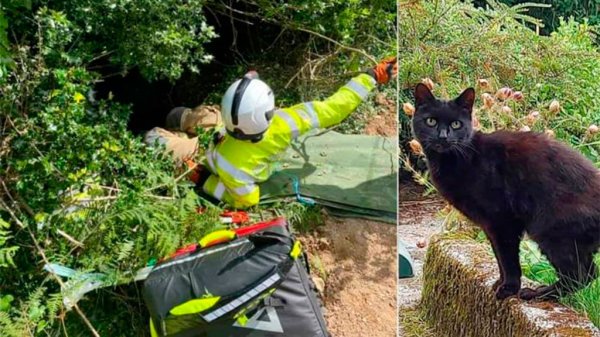 Gato héroe salva a su dueña de 83 años luego de que esta cayera por un barranco