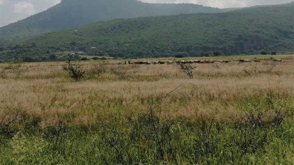 Hereda una reserva territorial de 20 hectáreas en Tarimoro