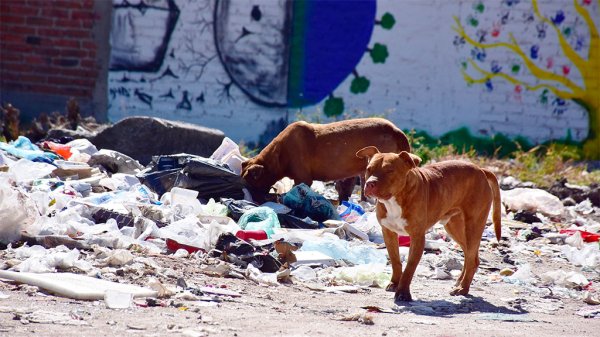 Vagan sin comida, agua o donde dormir; así sobreviven 177 mil perros en León