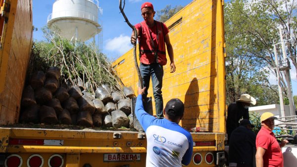 Plantación de árboles en Silao luce prometedora: suman 600 unidades más