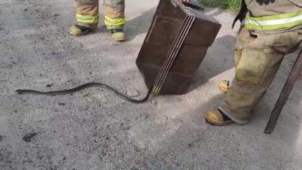 Bomberos de Acámbaro rescatan a serpientes en dos viviendas