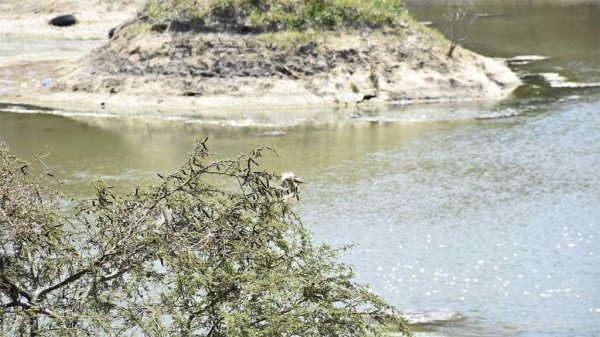 Aumentan bordos para la captación de agua en comunidades rurales de León