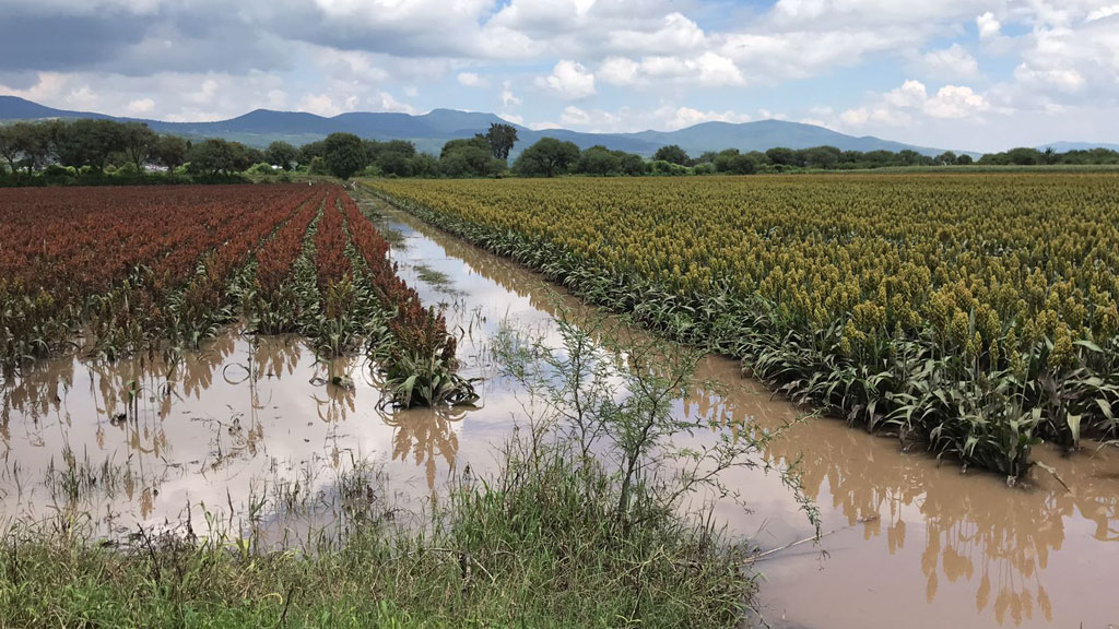 Pierde Yuriria más de 200 hectáreas de maíz y sorgo por inundaciones