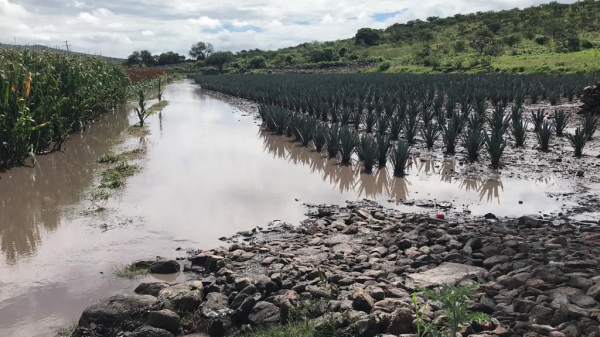 Ejidatarios temen perder cultivos por desbordamiento de arroyos en Pénjamo