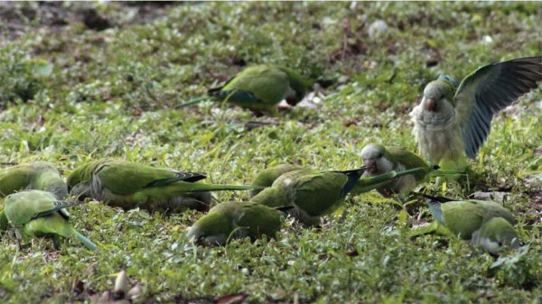 Vecinos se unen para crear el Santuario del Perico en Celaya