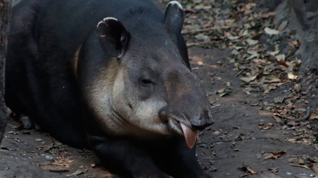 Viene ‘Paquita’ la tapir al ZooLeón ‘en plan romántico’